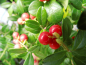 Preview: Vaccinium vitis-idaea "Red Pearl" - Preiselbeere