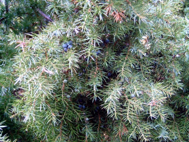 Juniperus communis - Gemeiner Wacholder weiblich