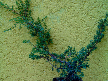 Juniperus communis "Hornibrookii" - Kriechwacholder