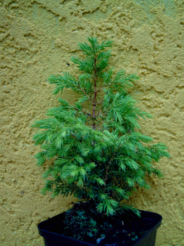 Juniperus communis "Gold Cone" - Säulenwacholder