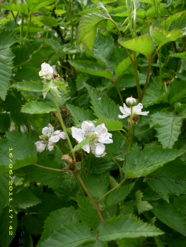 Rubus fruticosus "Navaho"® - Stachellose Säulen-Brombeere