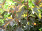Preview: Physocarpus opulifolius "Red Baron" - Braunrote Blasenspiere