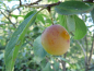 Preview: Prunus domestica syriaca "Von Nancy" - Mirabelle