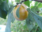 Preview: Prunus domestica syriaca "Bellamira"(S) - Mirabelle