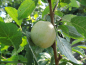 Preview: Prunus domestica syriaca "Bellamira"(S) - Mirabelle