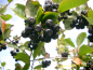 Preview: Aronia prunifolia - Schwarze Apfelbeere