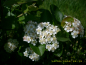 Preview: Aronia prunifolia - Schwarze Apfelbeere