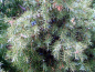 Preview: Juniperus communis - Gemeiner Wacholder weiblich