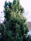 Preview: Juniperus communis - Gemeiner Wacholder weiblich