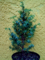 Preview: Juniperus communis "Sieben Steinhäuser" - Säulenwacholder