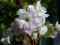 Preview: Prunus serrulata "Amanogava" - Japanische Säulen-Zierkirsche