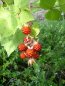 Preview: Rubus phoenicolasius - Japanische Weinbeere
