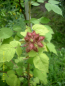 Preview: Rubus phoenicolasius - Japanische Weinbeere