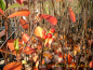 Preview: Aronia arbutifolia "Brillant" - Rote Apfelbeere