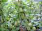 Preview: Ribes uva-crispa "Invicta"(S) - Stachelbeere gelbgrün