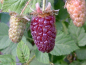 Preview: Rubus fruticosus x idaeus "Tayberry" - Brombeer-Himbeer-Hybride
