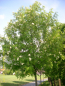 Preview: Sorbus aucuparia - Eberesche
