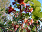 Preview: Ribes nidigrolaria "Jocheline" - Jostabeere