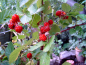 Preview: Rubus parvifolius x idaeus "Dorman Red" - Himbeer-Hybride