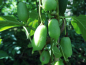 Preview: Actinidia arguta "Jassai" -  Mini-Kiwi / selbstfruchtbar