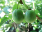 Preview: Actinidia arguta "Vitikiwi"® -  Mini-Kiwi / selbstfruchtbar