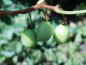 Preview: Actinidia arguta "Vitikiwi"® -  Mini-Kiwi / selbstfruchtbar