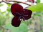 Preview: Akebia trifoliata - Dreiblättrige Akebie