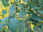 Preview: Amelanchier alnifolia "Altaglow" - Erlenblättrige Felsenbirne