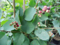 Preview: Amelanchier alnifolia "Mandam" - Erlenblättrige Felsenbirne