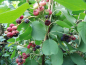 Preview: Amelanchier alnifolia "Mandam" - Erlenblättrige Felsenbirne