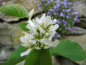 Preview: Amelanchier alnifolia "Smoky" - Erlenblättrige Felsenbirne