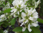 Preview: Amelanchier alnifolia "Thiessen" - Erlenblättrige Felsenbirne