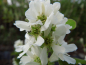 Preview: Amelanchier alnifolia "Thiessen" - Erlenblättrige Felsenbirne
