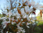 Preview: Amelanchier x grandiflora "Robin Hill" - Hängende Baum-Felsenbirne