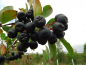 Preview: Aronia prunifolia "Aron" - Schwarze Apfelbeere