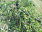 Preview: Aronia prunifolia "Nero" - Schwarze Apfelbeere