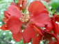 Preview: Chaenomeles japonica "Cido Red" - Japanische Scheinquitte