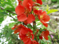 Preview: Chaenomeles japonica "Cido Red" - Japanische Scheinquitte