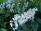 Preview: Clethra alnifolia - Weiße Zimterle