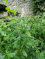Preview: Clethra alnifolia "Ruby Spice" - Rosa Zimterle