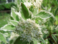 Preview: Cornus alba "Elegantissima" - Weißbunter Hartriegel