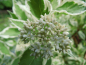 Preview: Cornus alba "Elegantissima" - Weißbunter Hartriegel