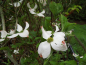Preview: Cornus florida - Amerikanischer Blumen-Hartriegel