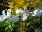 Preview: Cornus florida - Amerikanischer Blumen-Hartriegel