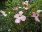 Preview: Cornus florida "Rubra" - Amerikanischer Blumen-Hartriegel