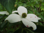 Preview: Cornus kousa - Japanischer Blumen-Hartriegel