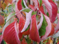 Preview: Cornus kousa - Japanischer Blumen-Hartriegel