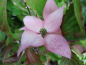 Preview: Cornus kousa "Satomi" - Japanischer Blumen-Hartriegel