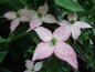 Preview: Cornus kousa "Satomi" - Japanischer Blumen-Hartriegel