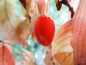 Preview: Cornus officinalis - Japanische Kornelkirsche